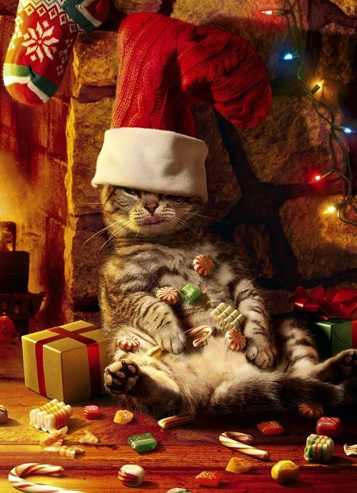 Christmas Card Photo Ideas With Cats