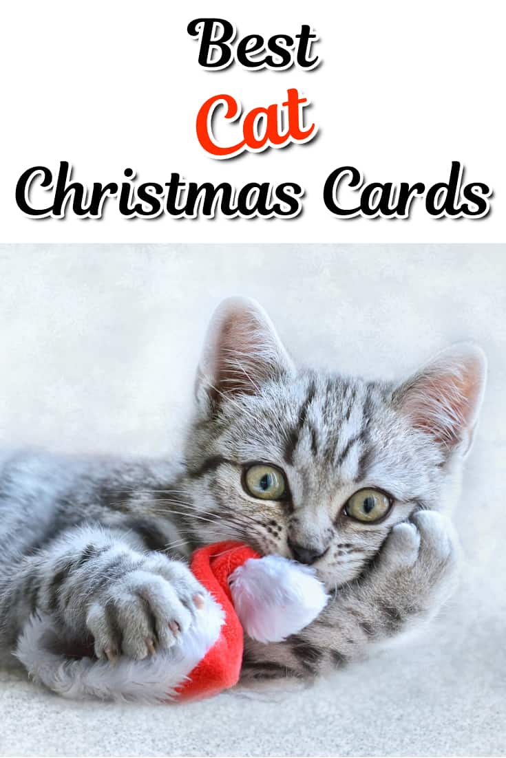 10 Cute And Funny Cat Christmas Cards