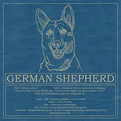 German Shepherd Blueprint Pillows