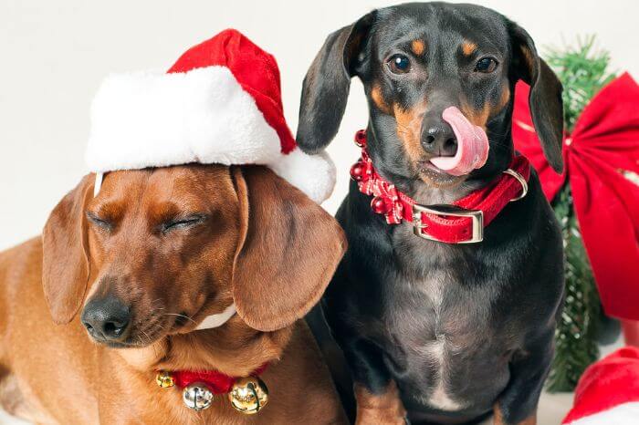 50 Cute Gifts For Dachshund Lovers