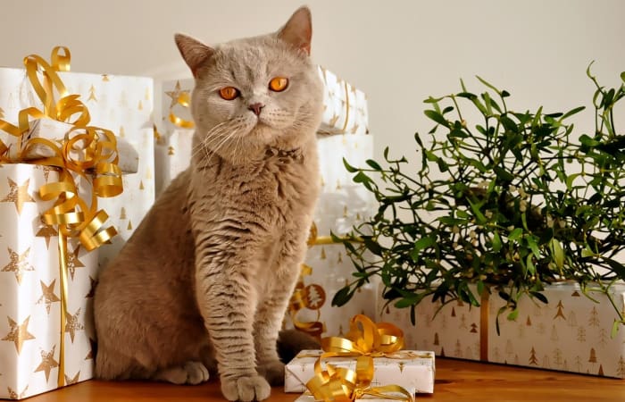 Gift Ideas for Cat Lovers