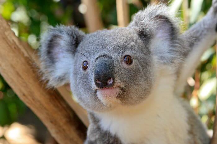 Best Gifts for Koala LoversBest Gifts for Koala Lovers