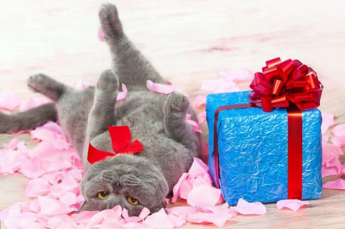 42 Top Gifts For Cats