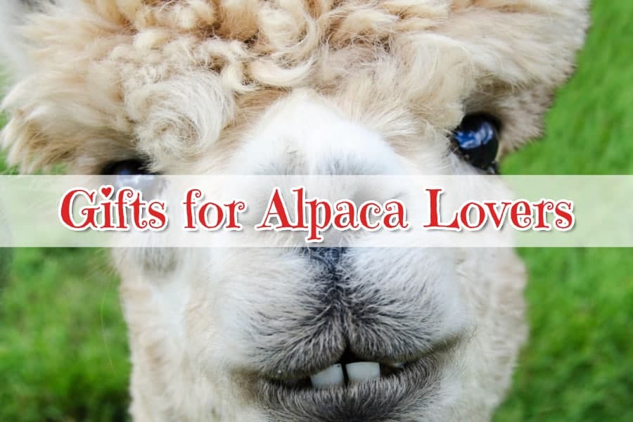 Gifts for Alpaca Lovers