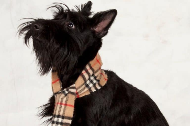 Gifts for Scottie Dog Lovers - Scottish terrier themed gifts