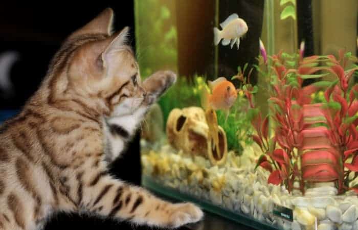 Gifts for Aquarium Lovers