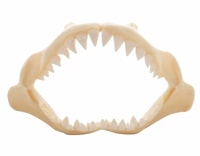 Authentic Looking Shark Jaw