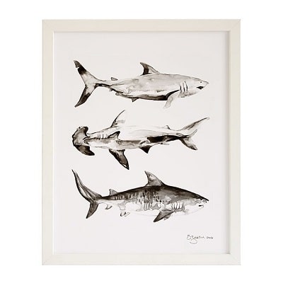 Shark Print