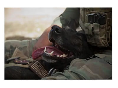 Smiling German Shepherd Military Dog Poster
