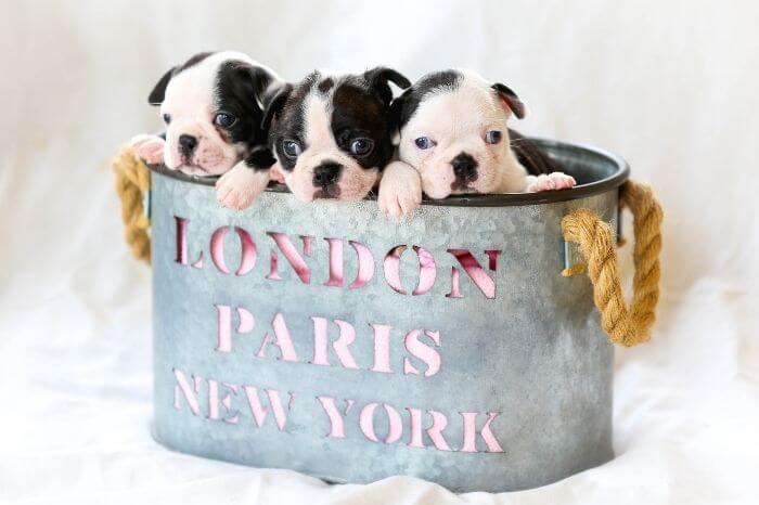27 Cute Boston Terrier Gifts