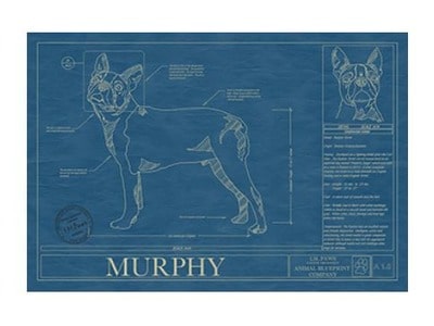Personalized Boston Terrier Blueprint
