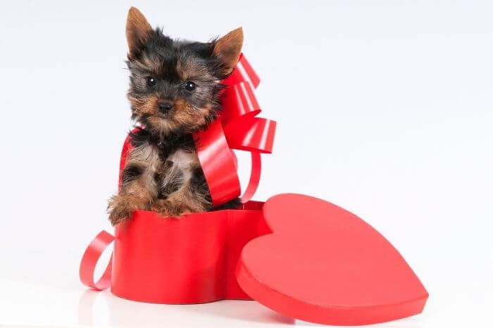 24 Uber Cute Yorkie Gifts For Dog Lovers