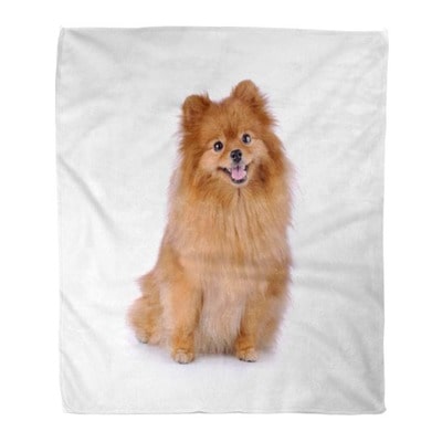 Pomeranian Blanket